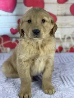 Kaleb, a male Golden Retriever for sale in Grabill, IN – Photo 3 of 4