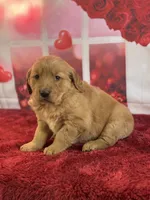 Kaleb, a male Golden Retriever for sale in Grabill, IN – Photo 2 of 4