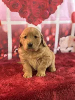 Kaleb, a male Golden Retriever for sale in Grabill, IN – Photo 4 of 4