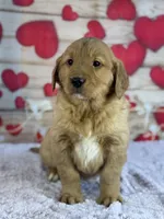 Keegan, a male Golden Retriever for sale in Grabill, IN – Photo 3 of 4