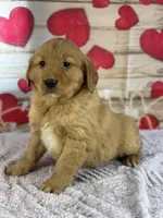 Keegan, a male Golden Retriever for sale in Grabill, IN – Photo 2 of 4