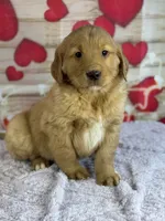 Keegan, a male Golden Retriever for sale in Grabill, IN – Photo 1 of 4
