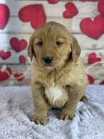 Keegan, a male Golden Retriever for sale in Grabill, IN – Photo 4 of 4