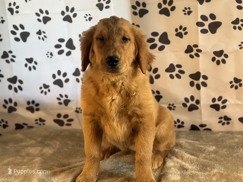 Jane – Golden Retriever puppy for sale in Grabill, IN