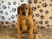Jane, a female Golden Retriever for sale in Grabill, IN – Photo 1 of 4