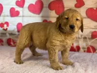 Jane, a female English Goldendoodle for sale in Grabill, IN – Photo 2 of 2