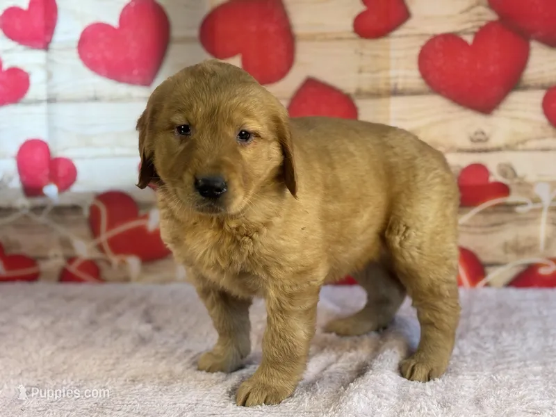 Jane – English Goldendoodle puppy for sale in Grabill, IN