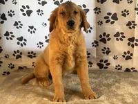 Jane, a female Golden Retriever for sale in Grabill, IN – Photo 4 of 4