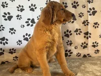 Jane, a female Golden Retriever for sale in Grabill, IN – Photo 2 of 4
