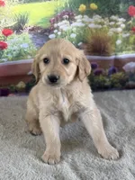 Pheonix, a male Golden Retriever for sale in Grabill, IN – 3 of 5