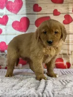 Kobe, a male Golden Retriever for sale in Grabill, IN – Photo 1 of 4