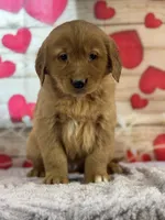Kobe, a male Golden Retriever for sale in Grabill, IN – Photo 4 of 4