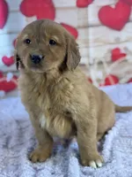 Kobe, a male Golden Retriever for sale in Grabill, IN – Photo 2 of 4