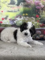Bruno, a male Miniature Bernedoodle for sale in Grabill, IN – 4 of 6
