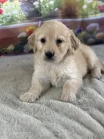 Pepper, a female Golden Retriever for sale in Grabill, IN – 2 of 6