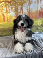 Brownie, a female Bernedoodle for sale in Grabill, IN – 2 of 4