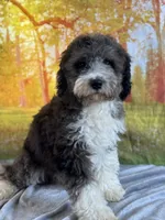 Beth, a female Miniature Bernedoodle for sale in Grabill, IN – 2 of 4