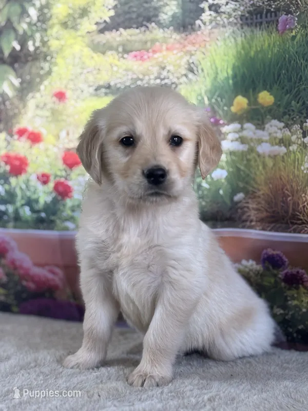 Paul – Golden Retriever puppy for sale in Grabill, IN