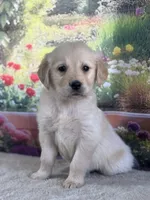 Paul, a male Golden Retriever for sale in Grabill, IN – 1 of 6