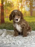 Murphy, a male Miniature Goldendoodle for sale in Grabill, IN – 3 of 5