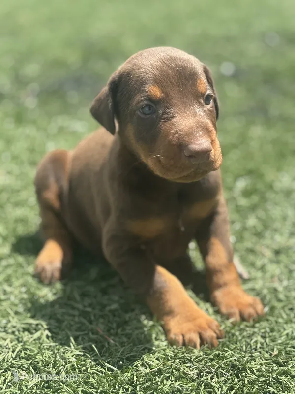 Diesel – Doberman Pinscher puppy for sale in Grabill, IN