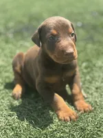 Diesel, a male Doberman Pinscher for sale in Grabill, IN – 1 of 5