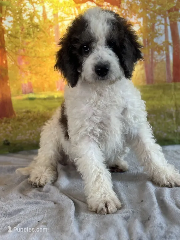 Bruno – Miniature Bernedoodle puppy for sale in Grabill, IN