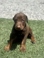 Blaze, a male Doberman Pinscher for sale in Grabill, IN – 5 of 6
