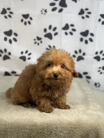 Fiona, a female Miniature Goldendoodle for sale in Grabill, IN – Photo 2 of 5