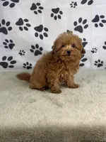 Fiona, a female Miniature Goldendoodle for sale in Grabill, IN – Photo 1 of 5