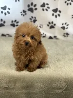Fiona, a female Miniature Goldendoodle for sale in Grabill, IN – Photo 5 of 5