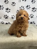 Fiona, a female Miniature Goldendoodle for sale in Grabill, IN – Photo 4 of 5