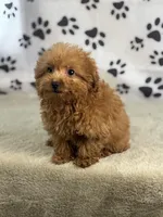 Fiona, a female Miniature Goldendoodle for sale in Grabill, IN – Photo 3 of 5