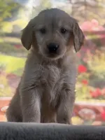 Nella, a female Golden Retriever for sale in Grabill, IN – 4 of 6