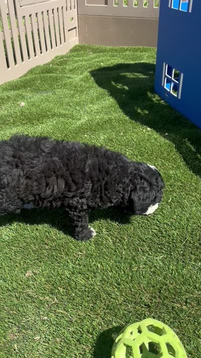 Bailey, a female Miniature Bernedoodle for sale in Grabill, IN – 6 of 6