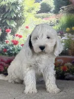 Bernie, a male Miniature Bernedoodle for sale in Grabill, IN – 4 of 5