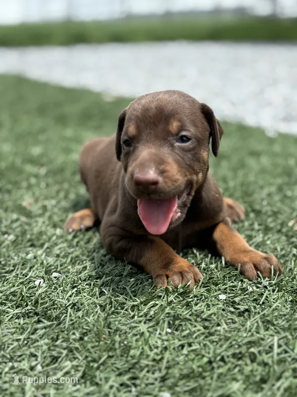 Shelby – Doberman Pinscher puppy for sale in Grabill, IN