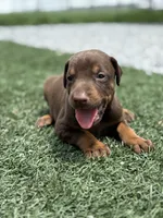 Shelby, a female Doberman Pinscher for sale in Grabill, IN – 1 of 5