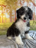Brownie, a female Bernedoodle for sale in Grabill, IN – 3 of 4