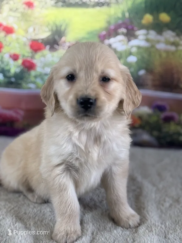 Pepper – Golden Retriever puppy for sale in Grabill, IN