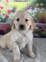 Pepper, a female Golden Retriever for sale in Grabill, IN – 1 of 6