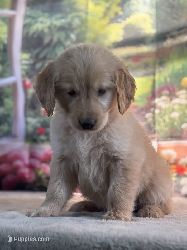 Nella – Golden Retriever puppy for sale in Grabill, IN