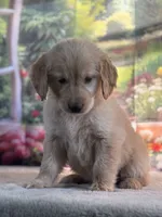 Nella, a female Golden Retriever for sale in Grabill, IN – 1 of 6