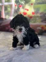 Jolly, a female Bernese Mountain Dog and Poodle - Miniature  for sale in Grabill, IN – 2 of 3