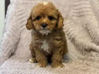 Mondragon, a male Cavapoo for sale in Grabill, IN – Photo 1 of 3