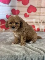 Mondragon, a male Cavapoo for sale in Grabill, IN – Photo 3 of 3