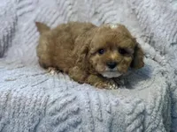 Mondragon, a male Cavapoo for sale in Grabill, IN – Photo 2 of 3
