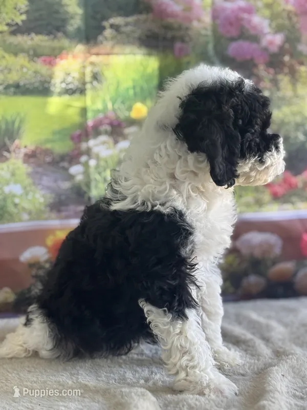 Bronco – Miniature Bernedoodle puppy for sale in Grabill, IN