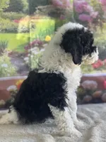 Bronco, a male Miniature Bernedoodle for sale in Grabill, IN – 1 of 6