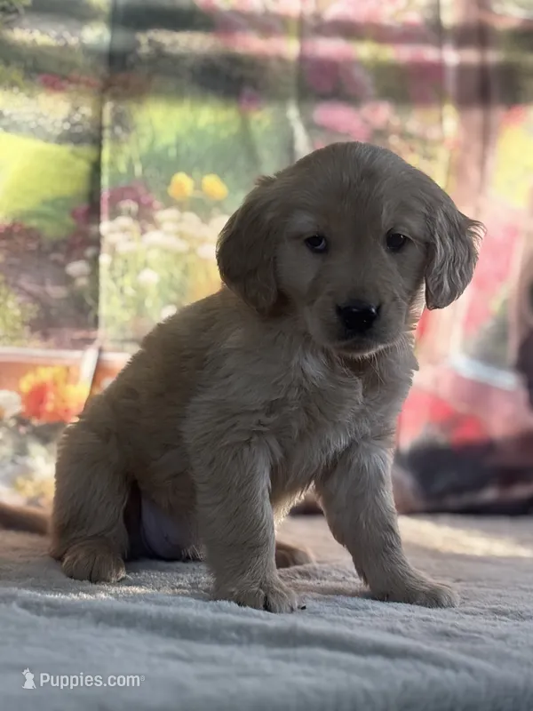 Nola – Golden Retriever puppy for sale in Grabill, IN